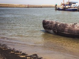 380 Pilot Whales Die After Getting Marooned In a Coastal Town in Australia