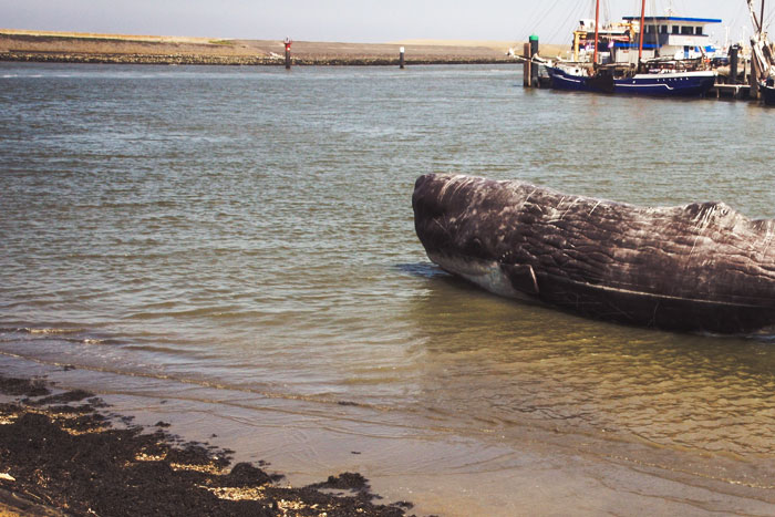 380 Pilot Whales Die After Getting Marooned In a Coastal Town in Australia