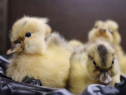26,000 Day-Old-Chicks Found Abandoned in Airport in Spain; No Claims of Ownership