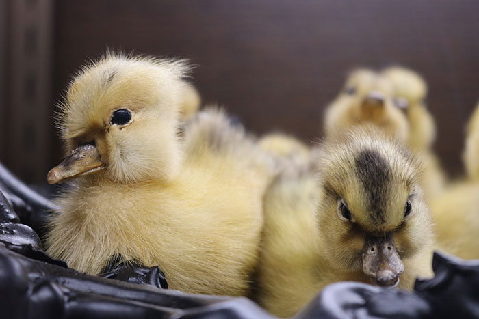 26,000 Day-Old-Chicks Found Abandoned in Airport in Spain; No Claims of Ownership