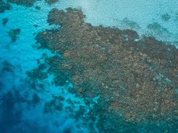 Australia’s Great Barrier Reef Loses More Than 50% of Its Corals to Climate Change