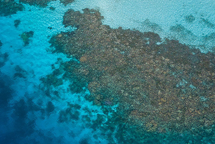 Australia’s Great Barrier Reef Loses More Than 50% of Its Corals to Climate Change