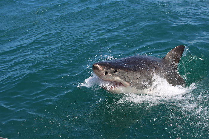 Man Left in Critical Condition after Shark Attack at Australia’s Great Barrier Reef