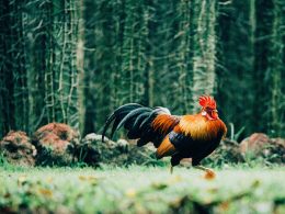 Rooster Kills Police Chief during Popular Cockfight in the Philippines