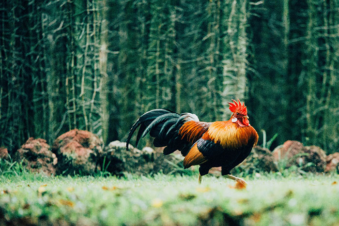 Rooster Kills Police Chief during Popular Cockfight in the Philippines