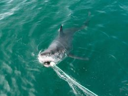 Huge White Shark Weighing Almost 1,000kg Spotted in Miami, Florida