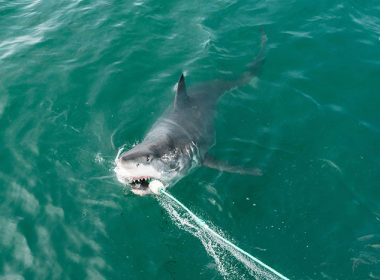 Huge White Shark Weighing Almost 1,000kg Spotted in Miami, Florida