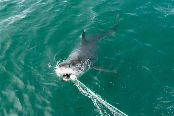 Huge White Shark Weighing Almost 1,000kg Spotted in Miami, Florida