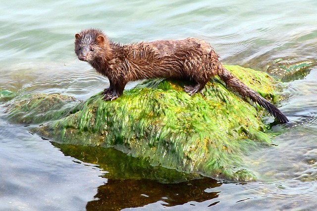 Minks Culled for COVID-19 in Denmark Rise from Death after being Buried in Shallow Graves 