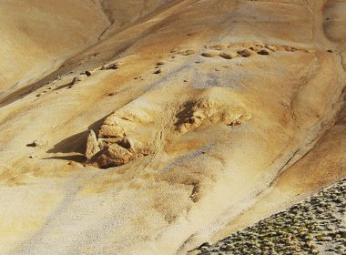 New Fossils of Extinct Monk Seal Species Discovered In New Zealand