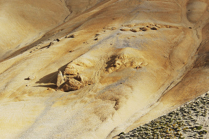 New Fossils of Extinct Monk Seal Species Discovered In New Zealand