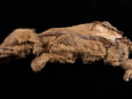 Canadian Goldminer Discovers 57,000-Year-Old Wolf Preserved in Permafrost