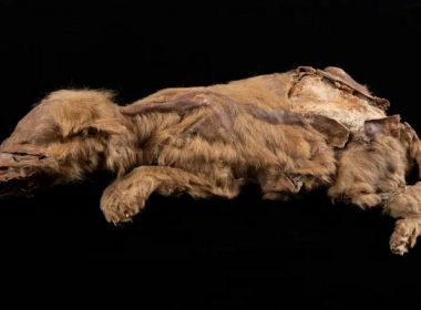 Canadian Goldminer Discovers 57,000-Year-Old Wolf Preserved in Permafrost