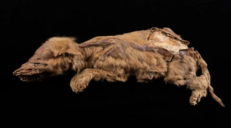 Canadian Goldminer Discovers 57,000-Year-Old Wolf Preserved in Permafrost