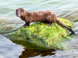 Fears of Mutated COVID-19 Strain Increases in Oregon as Wild Mink Tests Positive