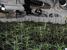 Illegal Cannabis Growers Grow Marijuana in the Center of London’s Financial District