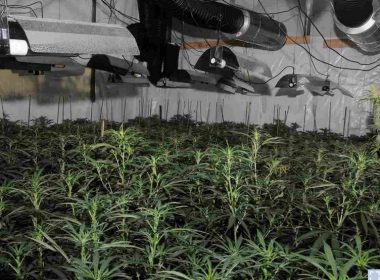 Illegal Cannabis Growers Grow Marijuana in the Center of London’s Financial District