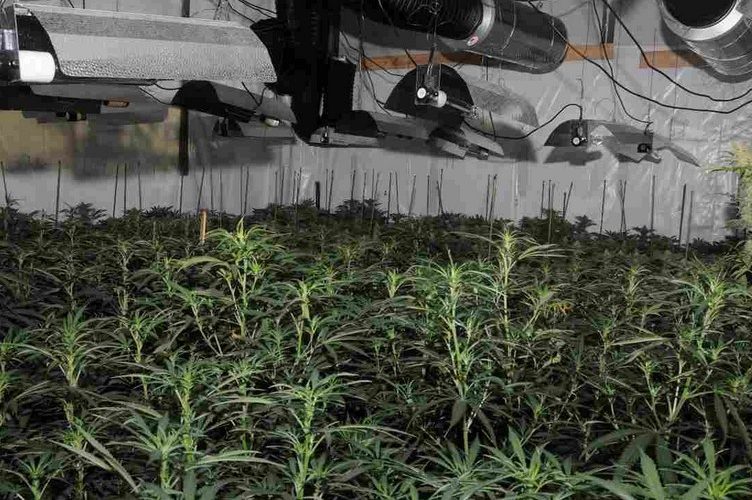 Illegal Cannabis Growers Grow Marijuana in the Center of London’s Financial District