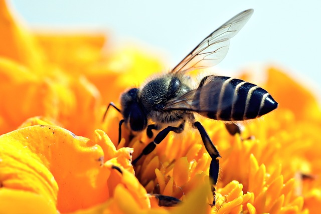 Pesticides are Robbing Bees of a Good Night's Sleep, New Studies Find